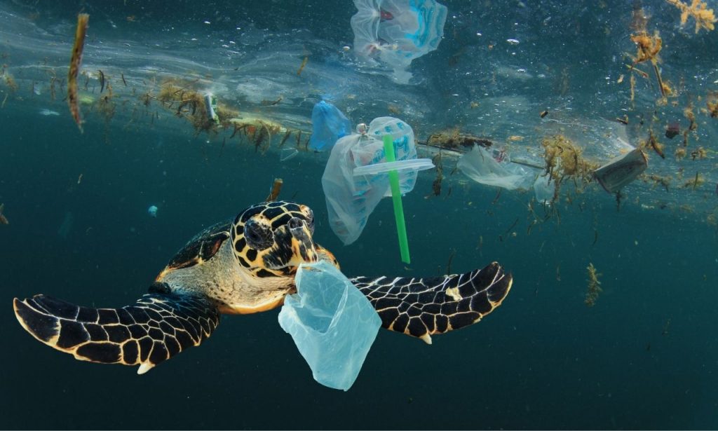 Scientists Invent FAST-PETase Enzyme to Biodegrade Plastic