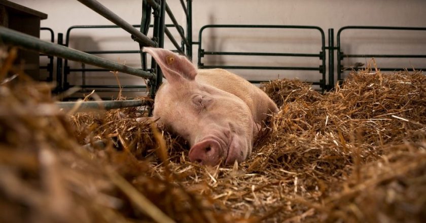 Yale University Scientists Restores Life in Dead Pigs with OrganEx