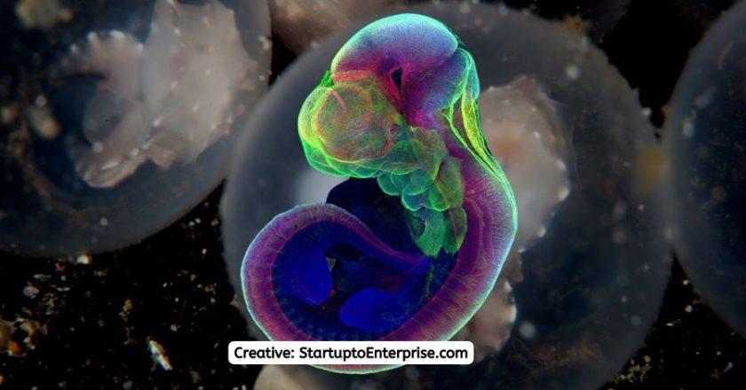 Israeli Biotech Startup Renewal Bio Creates Synthetic Embryo