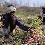 Maharashtra Startup Revolutionizes Onion Farming
