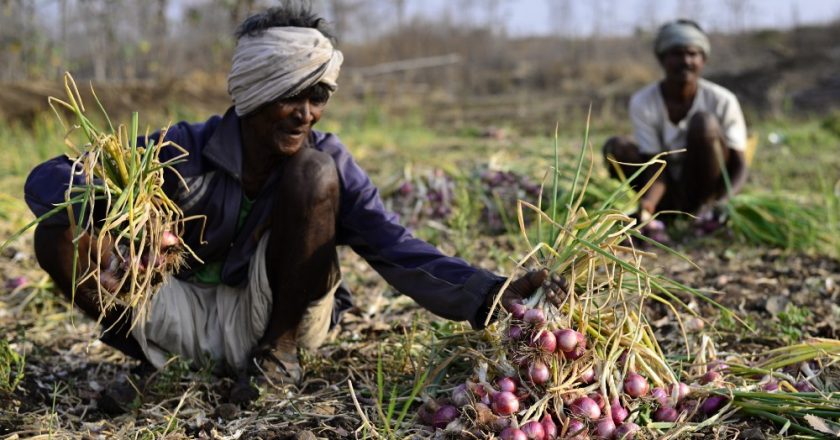 Maharashtra Startup Revolutionizes Onion Farming